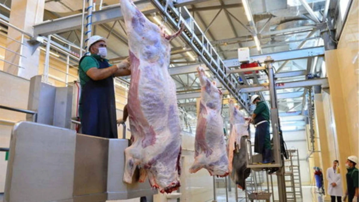Qurbanlıq heyvanın kəsimi zamanı hansı tələblərə əməl edilməlidir? — 1
