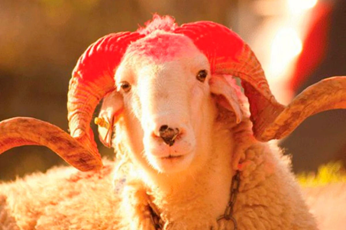 Qurban bayramı ilə bağlı fətva verildi - YENİLƏNDİ