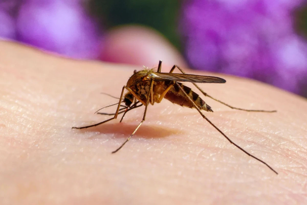 Ağcaqanadlarda virus aşkarlandı