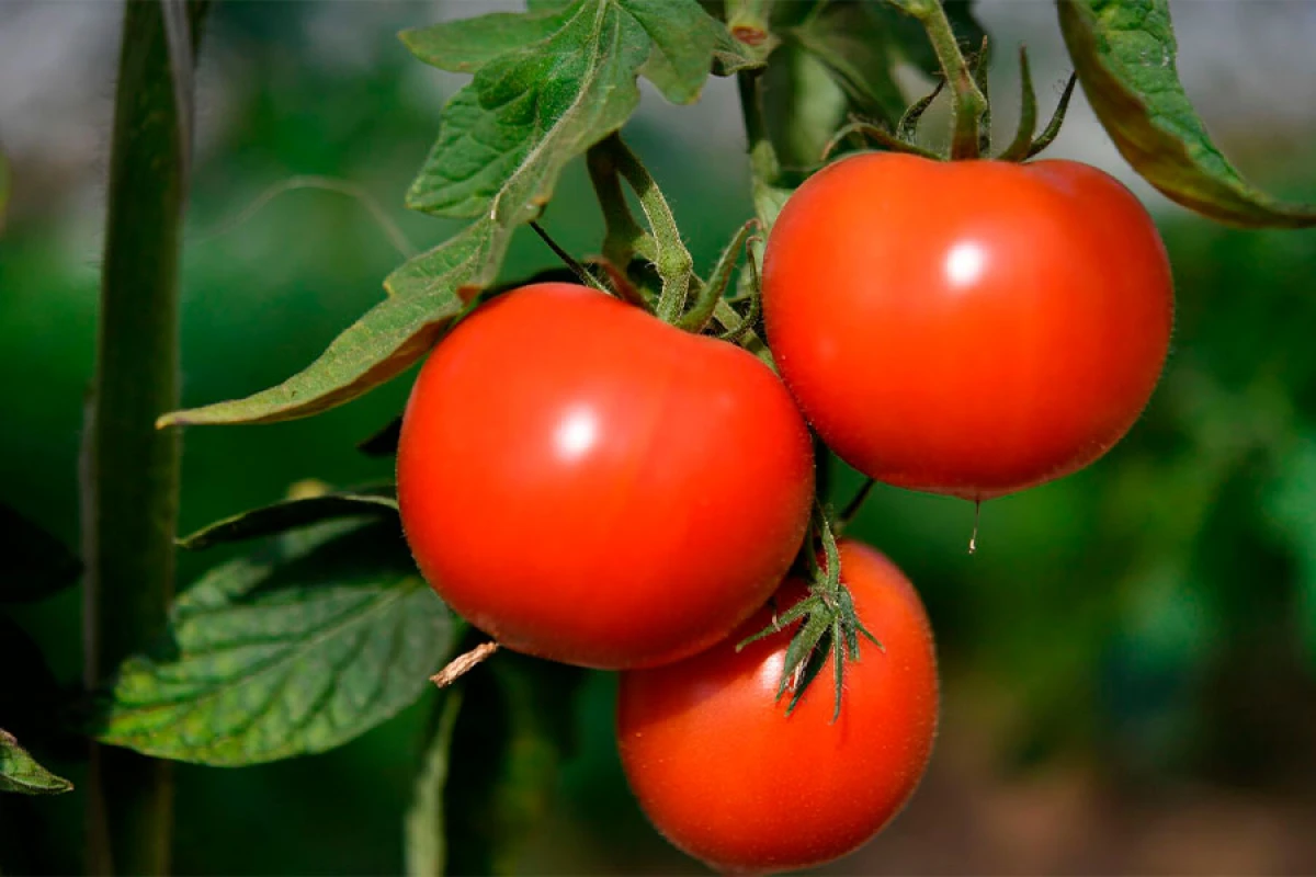 Xarici bazarlara pomidor ixracı 15,3% artdı