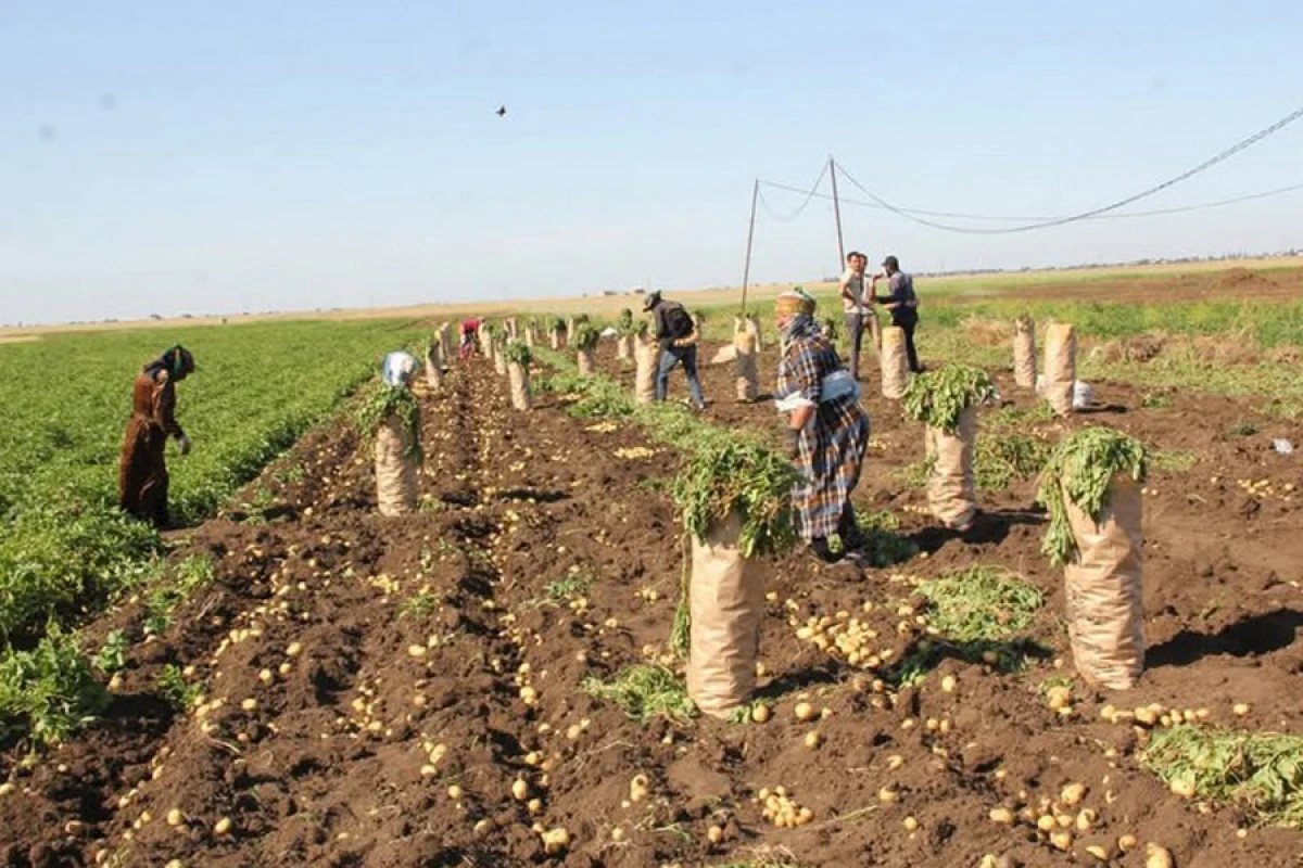 Cəlilabad kartofun yarıdan çoxu xaricə ixrac olundu