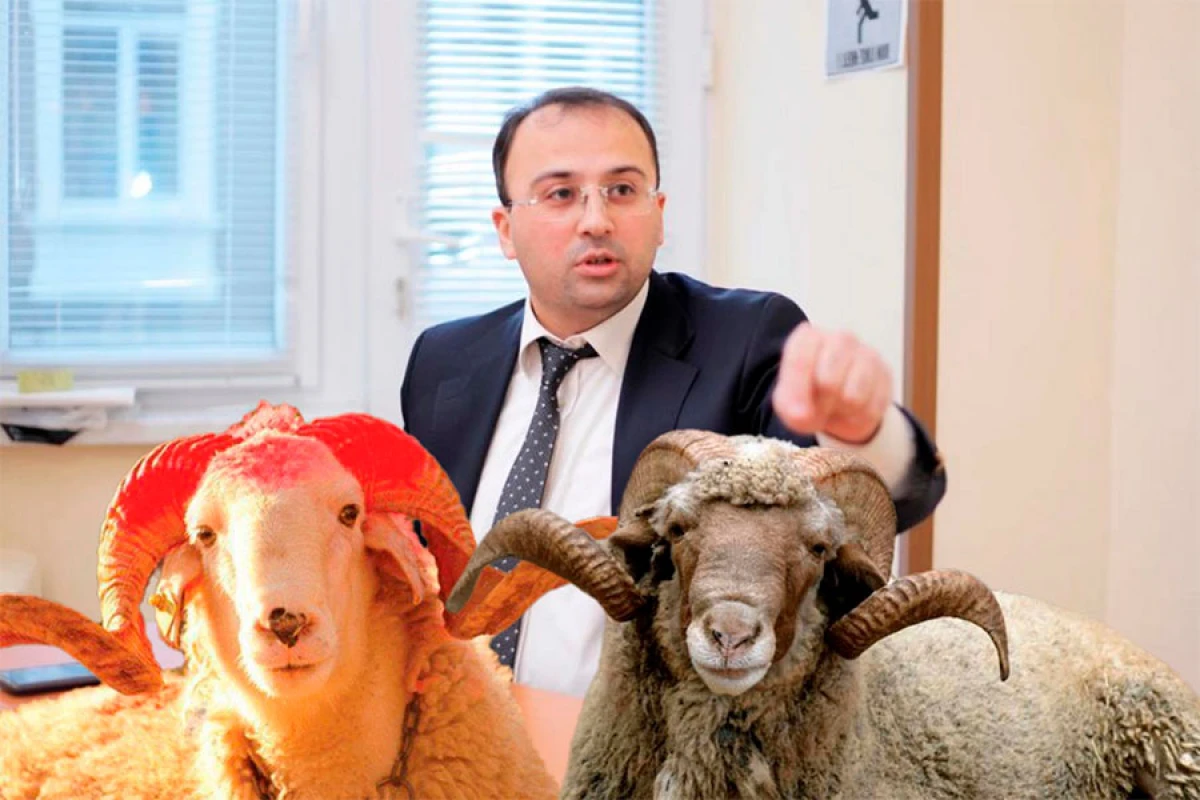 Elşad Miri: “Qurban kəsmək doğru deyil!”