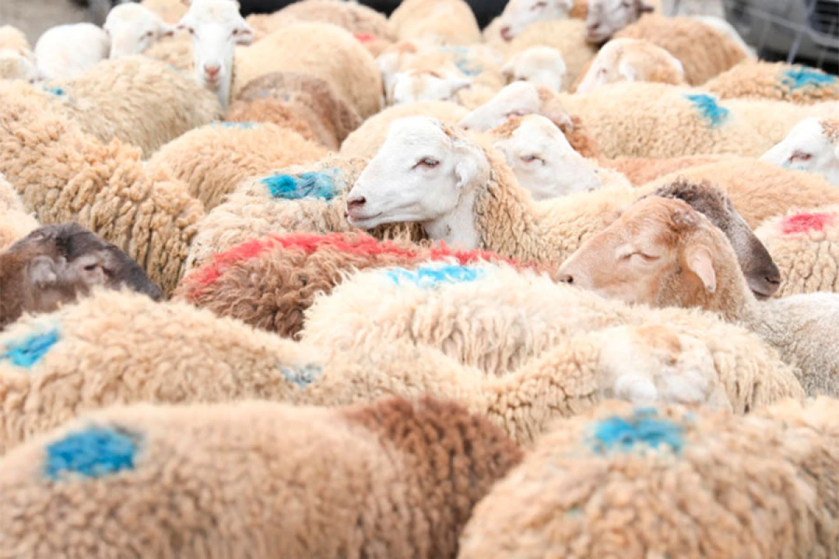 135 ünvanda qurbanlıq heyvanların satışı və kəsimi xidmətləri göstərilir