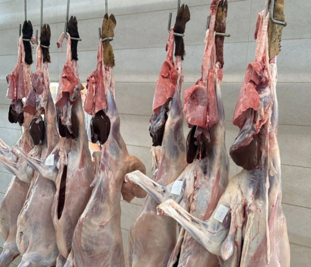 135 ünvanda qurbanlıq heyvanların satışı və kəsimi xidmətləri göstərilir — 2