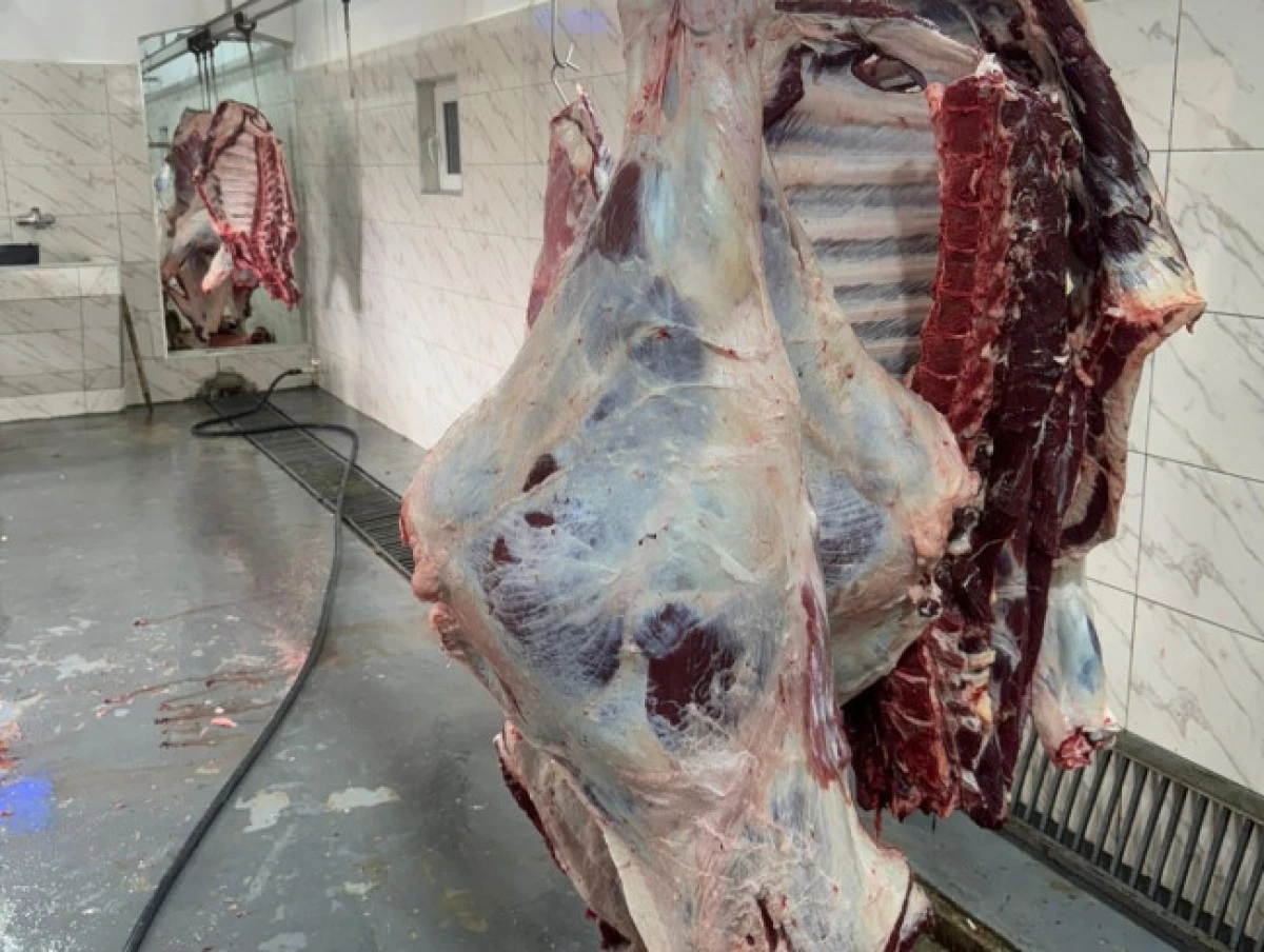 135 ünvanda qurbanlıq heyvanların satışı və kəsimi xidmətləri göstərilir — 3