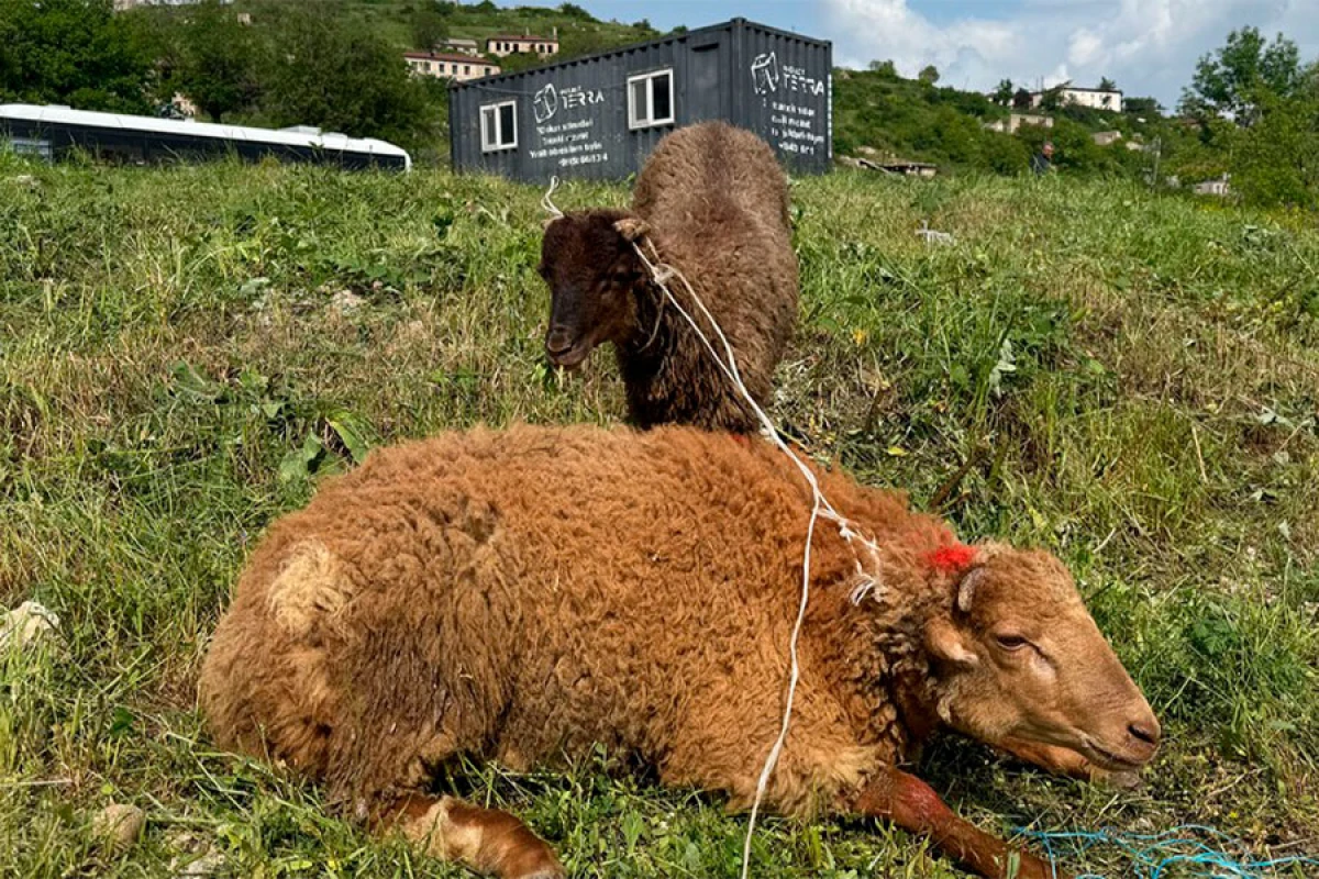 Şuşada qurban kəsilərək sakinlərə paylanıldı
