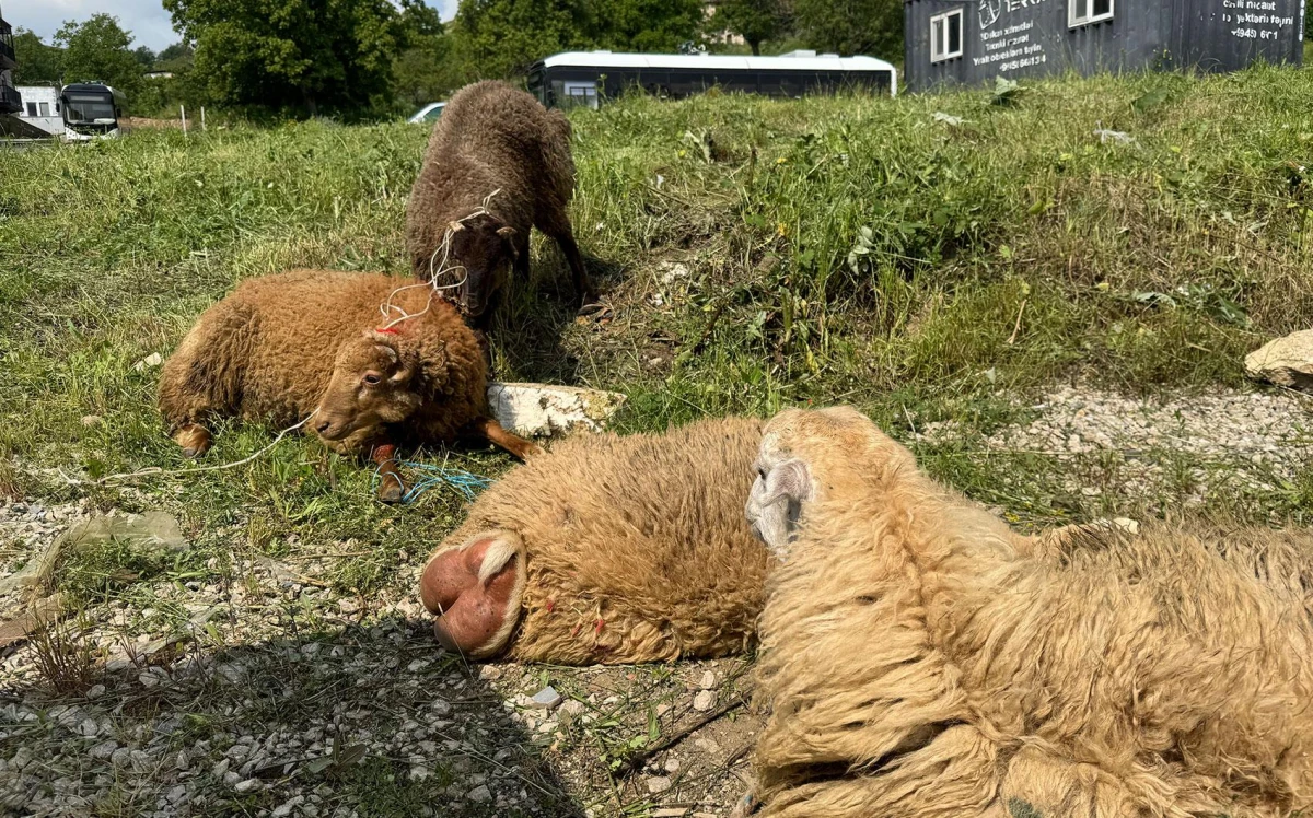 Şuşada qurban kəsilərək sakinlərə paylanıldı — 1
