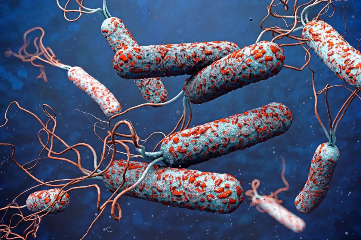 Fil Dişi Sahilində vəba epidemiyası: 7 nəfər öldü