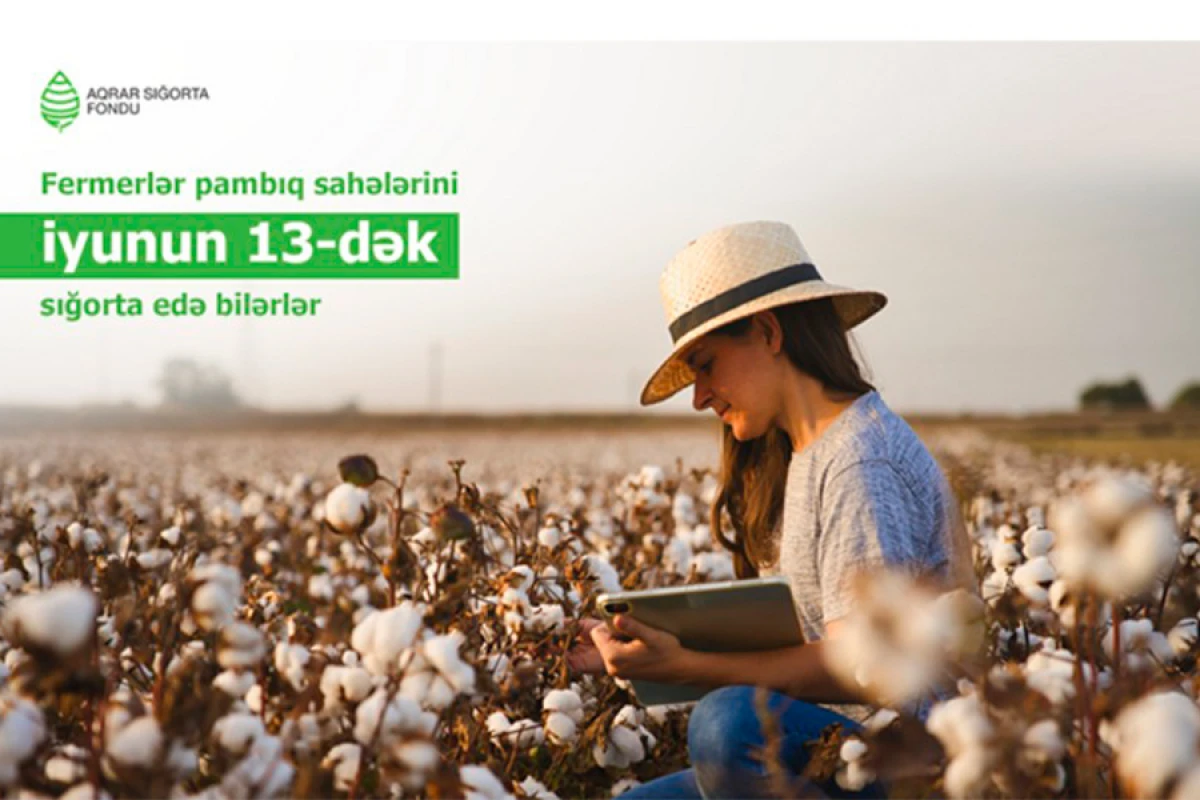 Pambıq sahələrinin sığortalanması davam edir