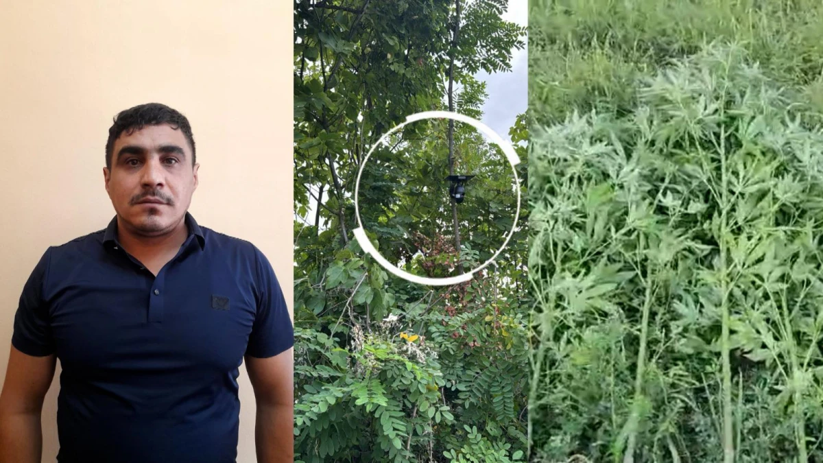 Bağ sahəsini narkotik plantasiyasına çevirən şəxs tutuldu — 1