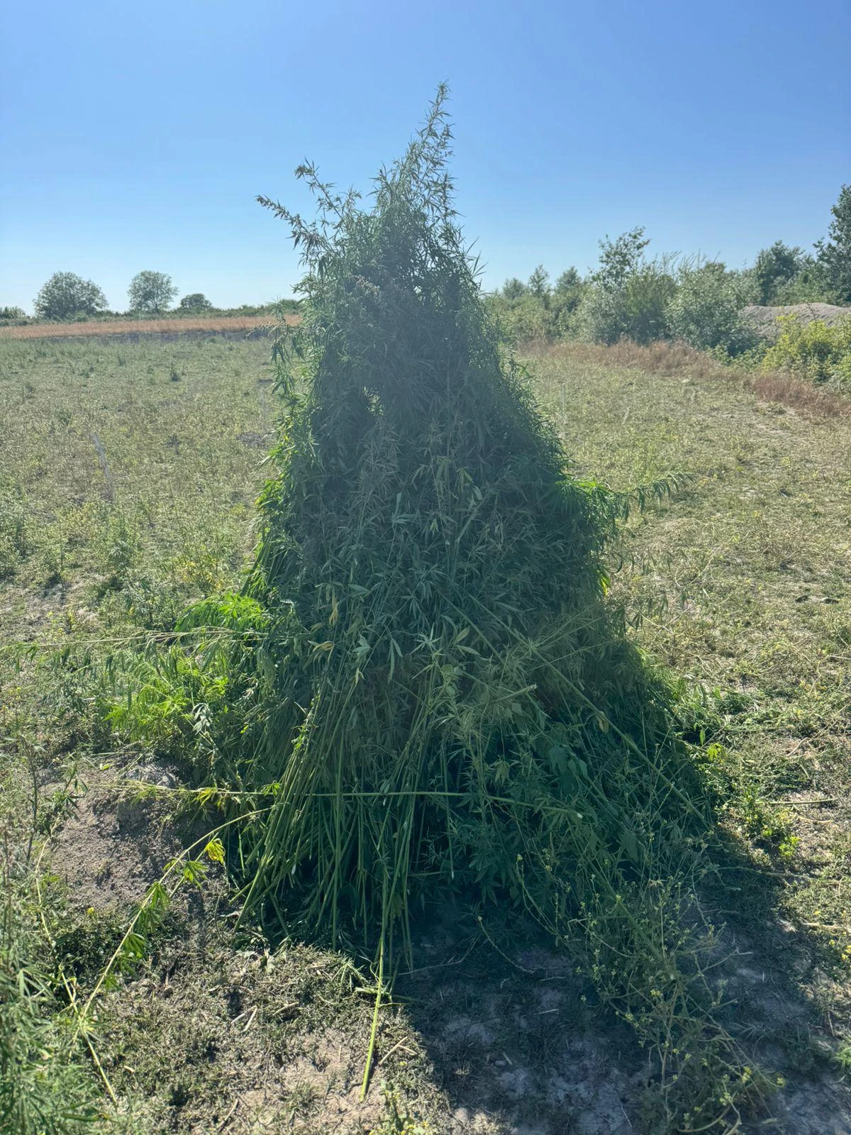 Oğuzda 4,5 ton çətənə kolu məhv edildi — 2