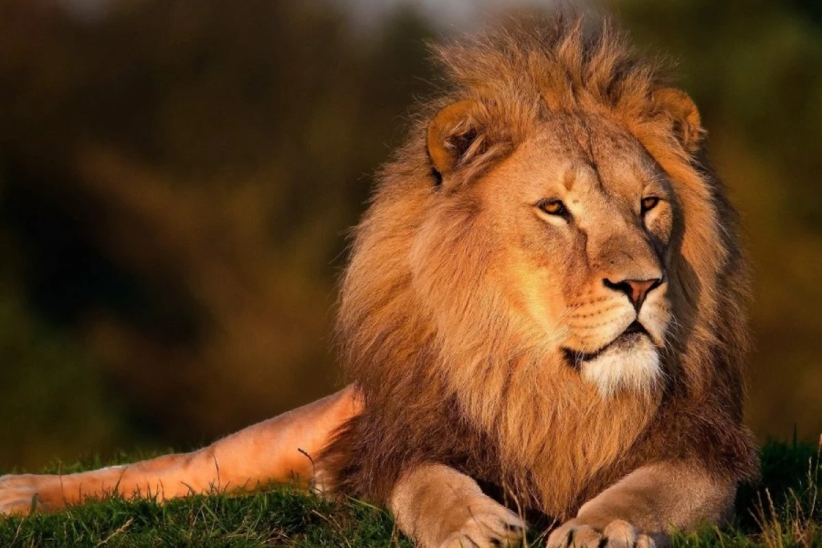 Türkiyədə şir zooparkdan qaçdı