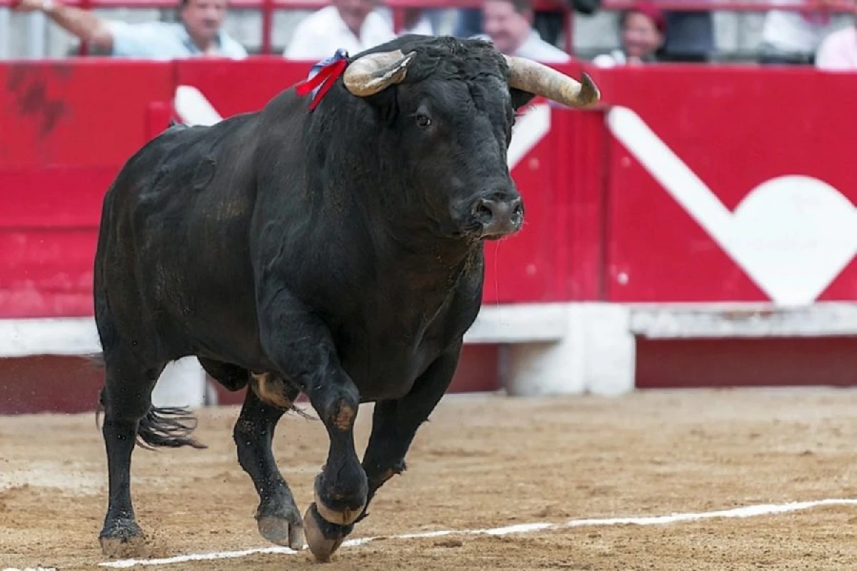 İspaniyada öküz qaçışı zamanı altı nəfər xəsarət aldı