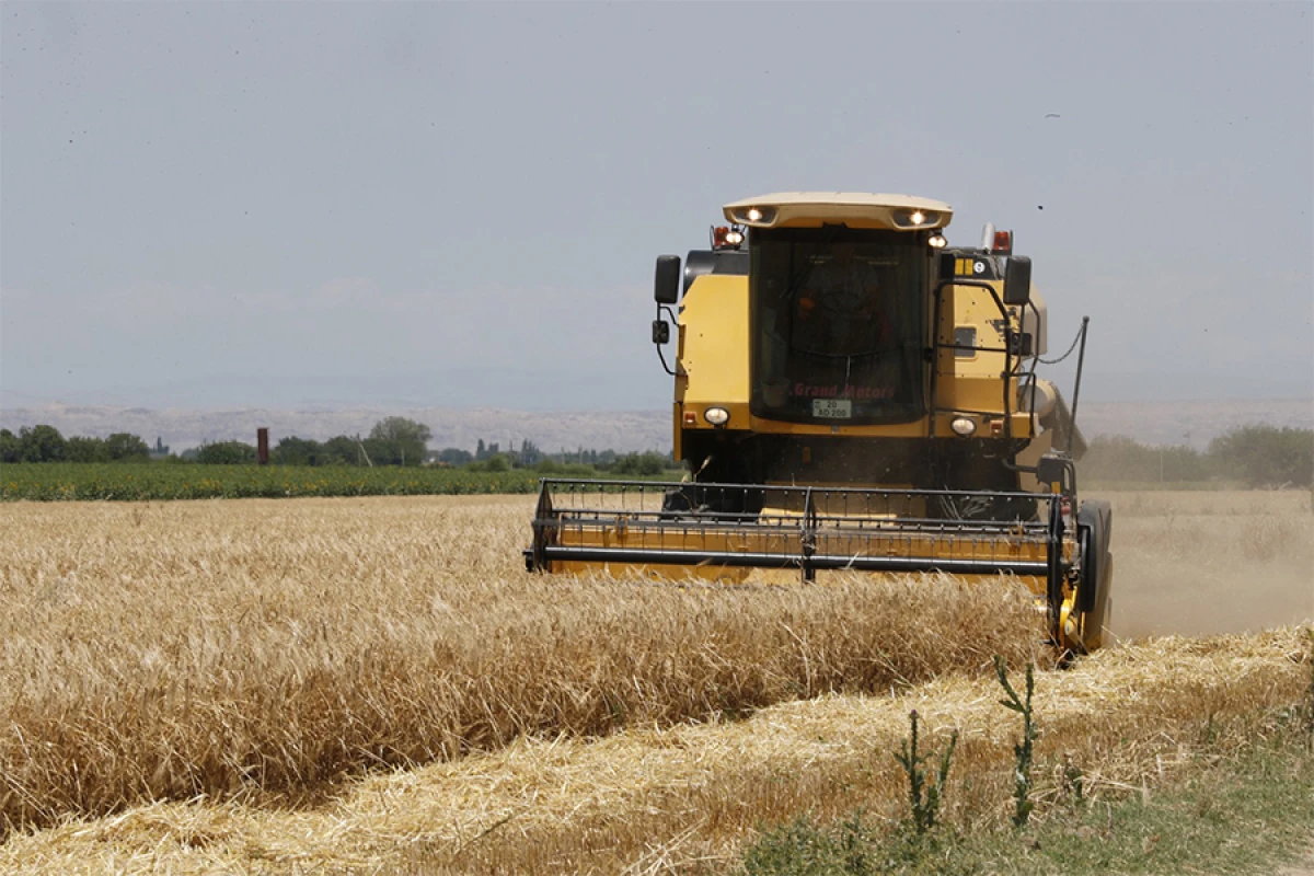 Taxıl sahələrinin 74,4 faizində biçin başa çatdı