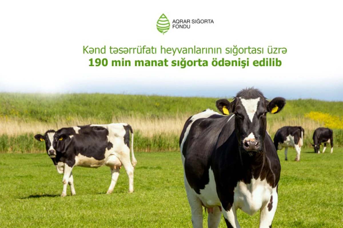 Kənd təsərrüfatı heyvanlarının sığortası üzrə 190 min manat ödənildi