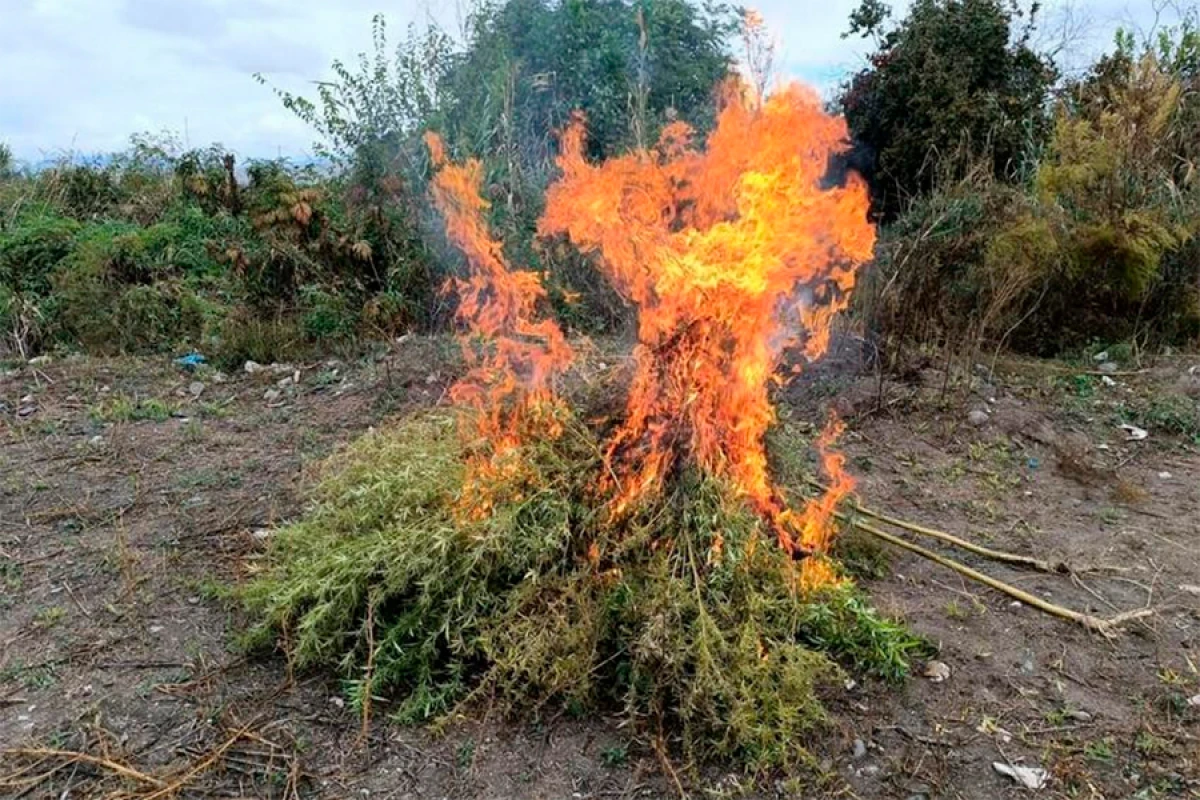 Zəngilanda 1 tona yaxın yabanı çətənə bitkisi məhv edildi