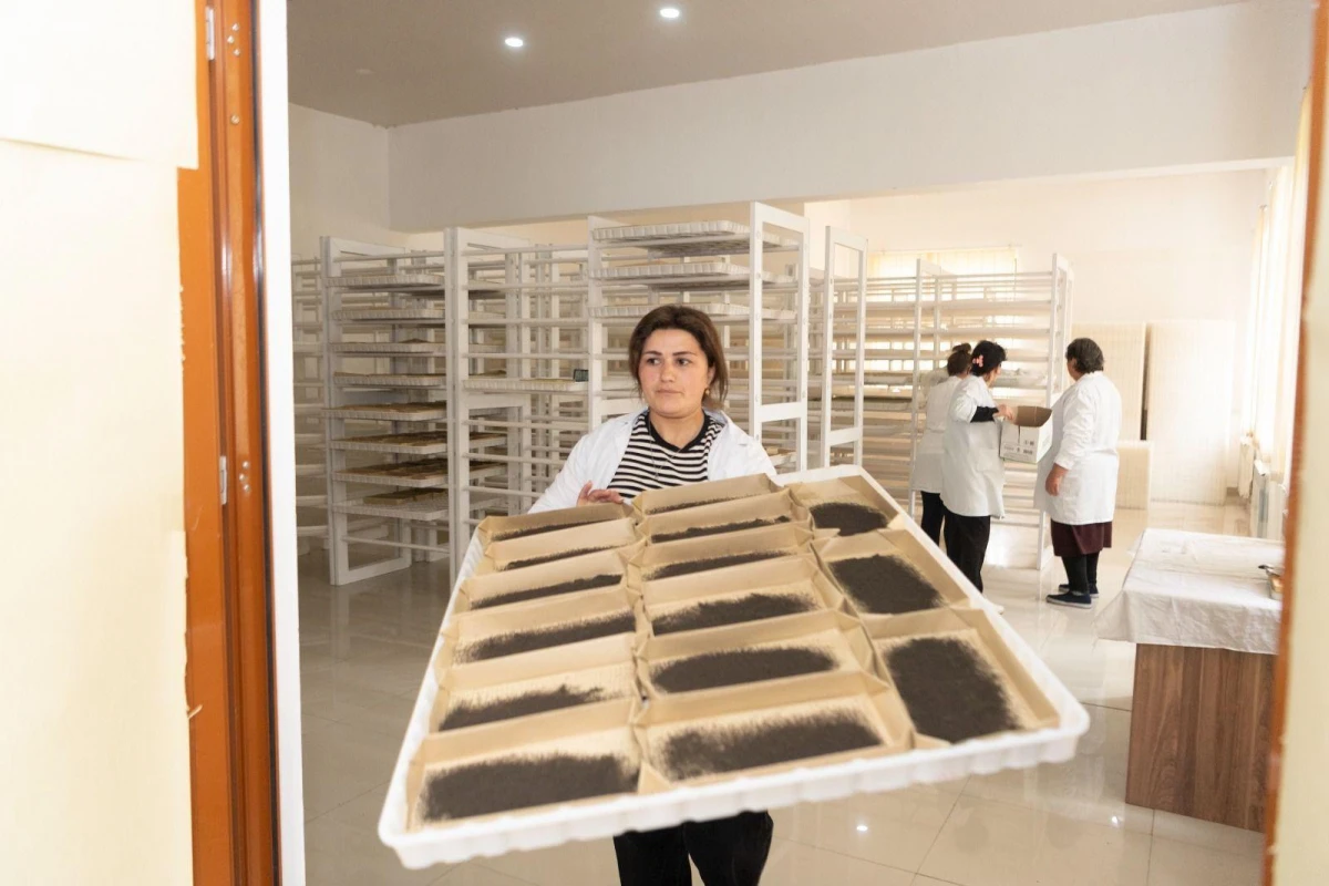 Tədarük məntəqələrinə 186 tondan çox yaş barama təhvil verildi — 1