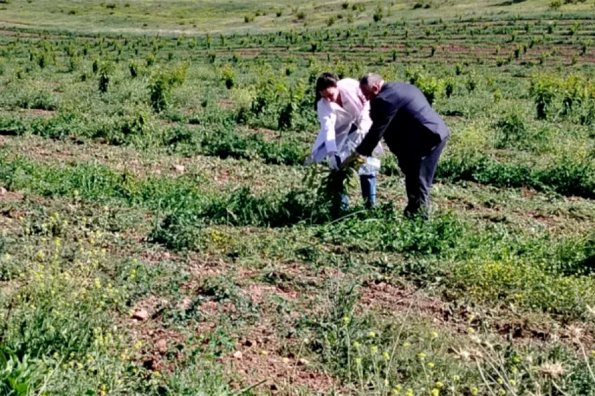 AQTA azad olunan ərazilərdə fitosanitar monitorinqlər keçirdi