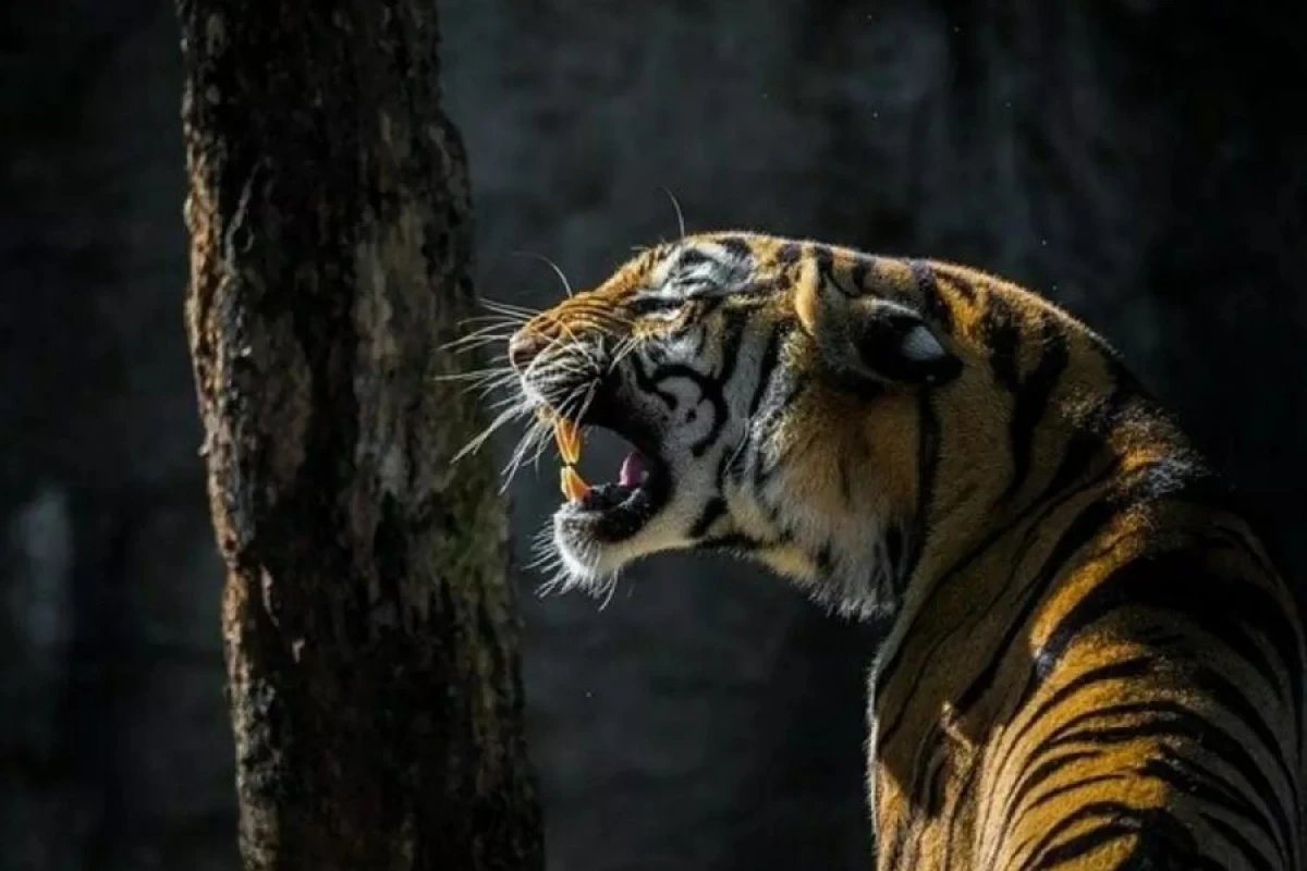 Pələnglər altı nəfəri öldürdü