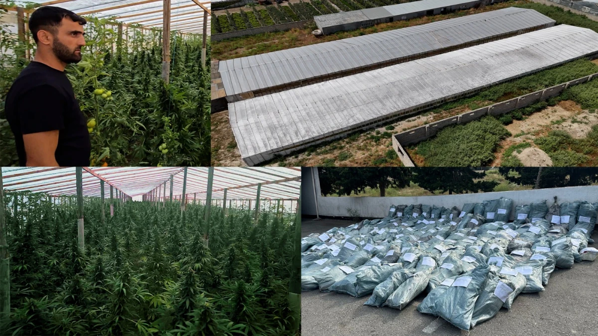Maştağadakı pomidor istixanasında 881 kiloqram çətənə kolu aşkarlandı — 1