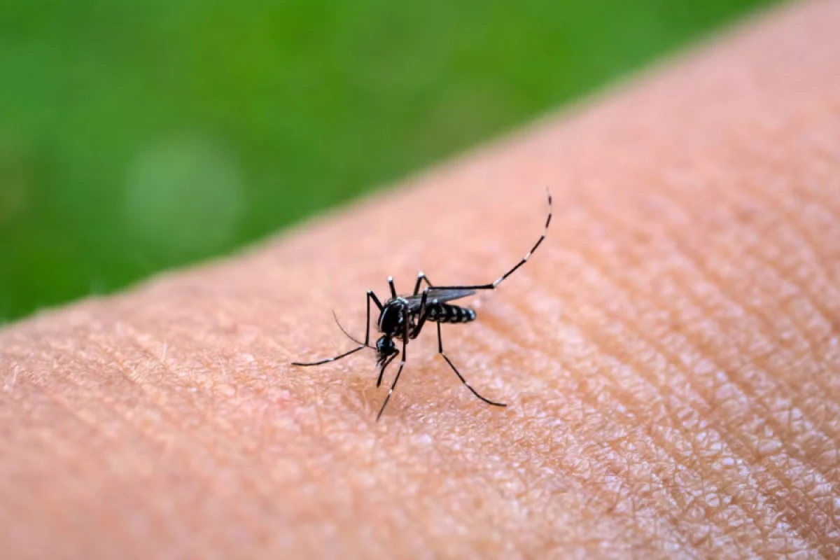 ÜST xəbərdarlıq etdi: Yeni virus sürətlə yayılır