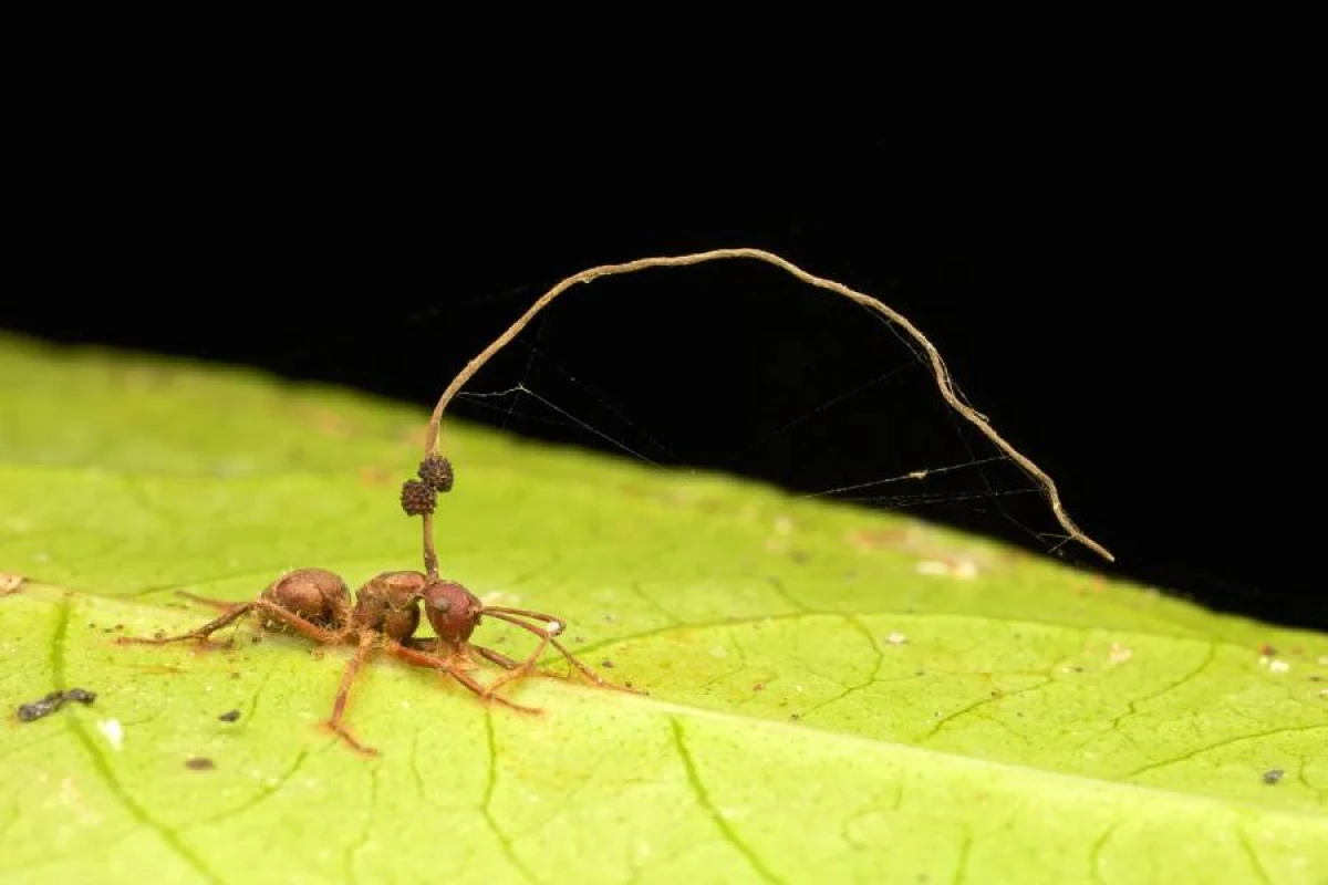 ÜST xəbərdarlıq etdi:  Yeni virus gəlir!