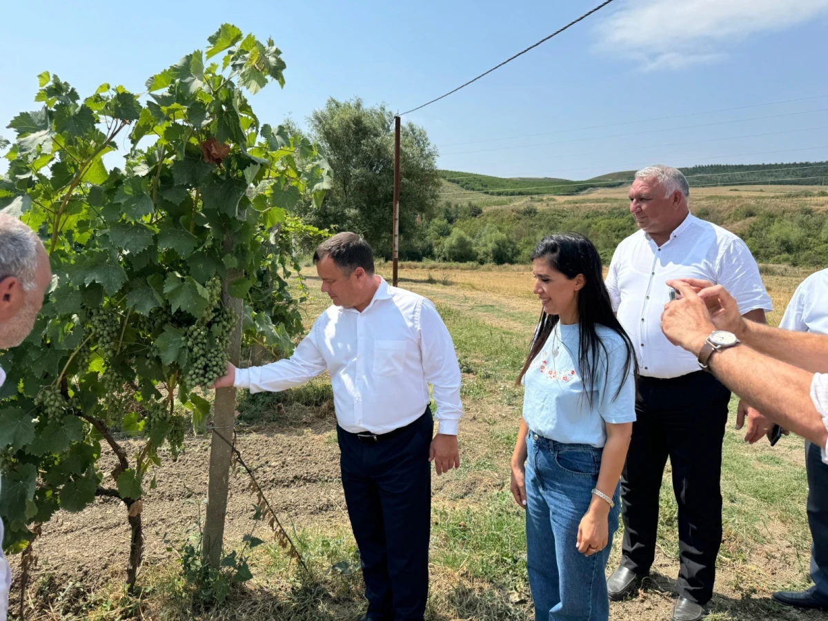 Ekoloji stress amillərinə davamlı üzüm sortlarından ibarət nümayiş bağı salındı — 3