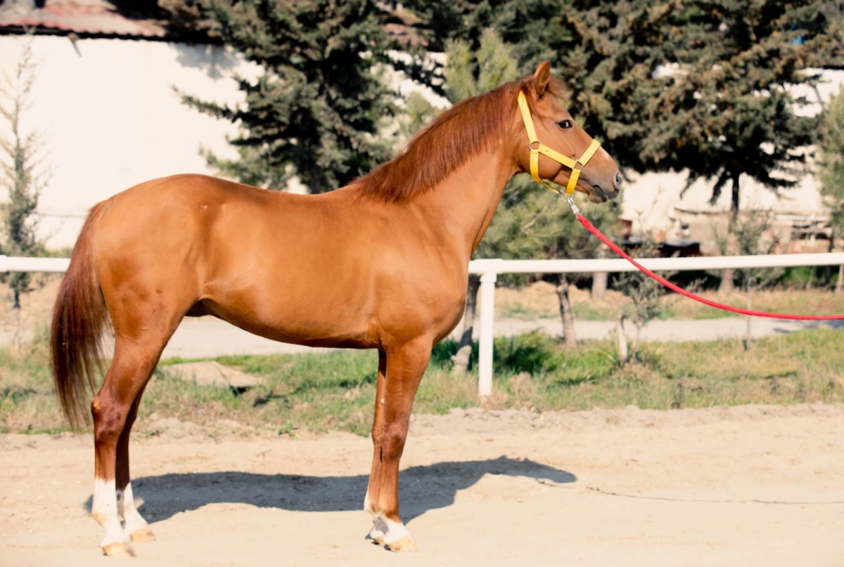 Qarabağ və Dilbaz at cinslərinin genetik xəritəsi hazırlanır — 1