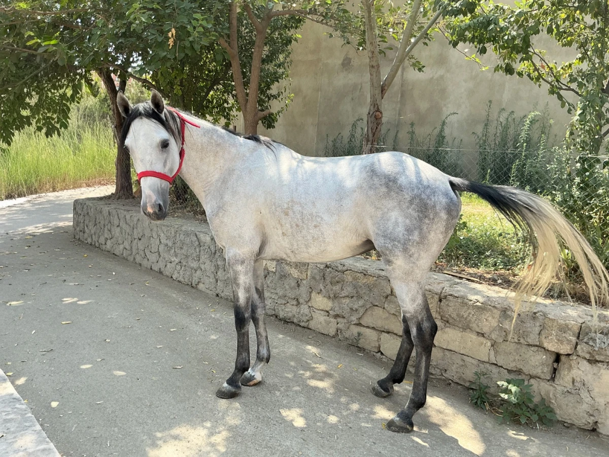 Qarabağ və Dilbaz at cinslərinin genetik xəritəsi hazırlanır — 3