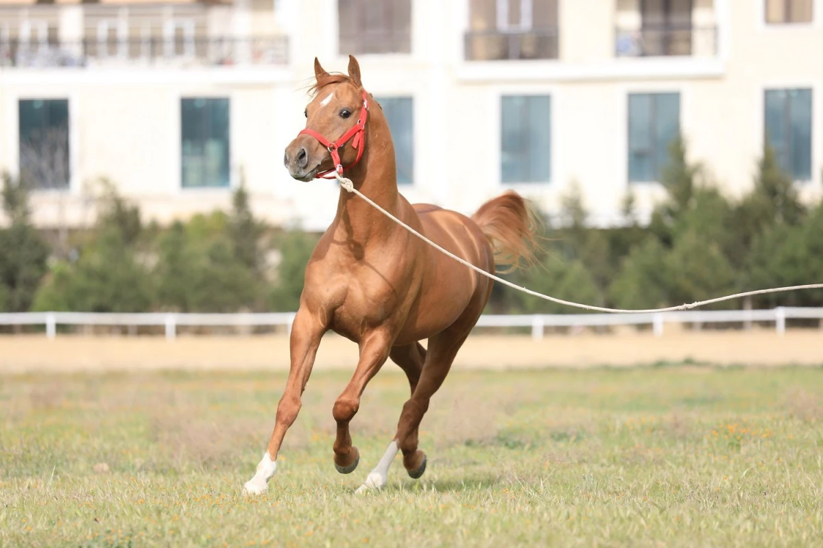 Qarabağ və Dilbaz at cinslərinin genetik xəritəsi hazırlanır — 4