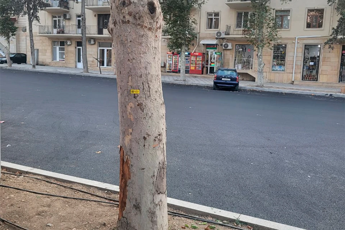 Gəncədə qurumuş və qəzalı ağacların inventarlaşdırılmasına başlanıldı