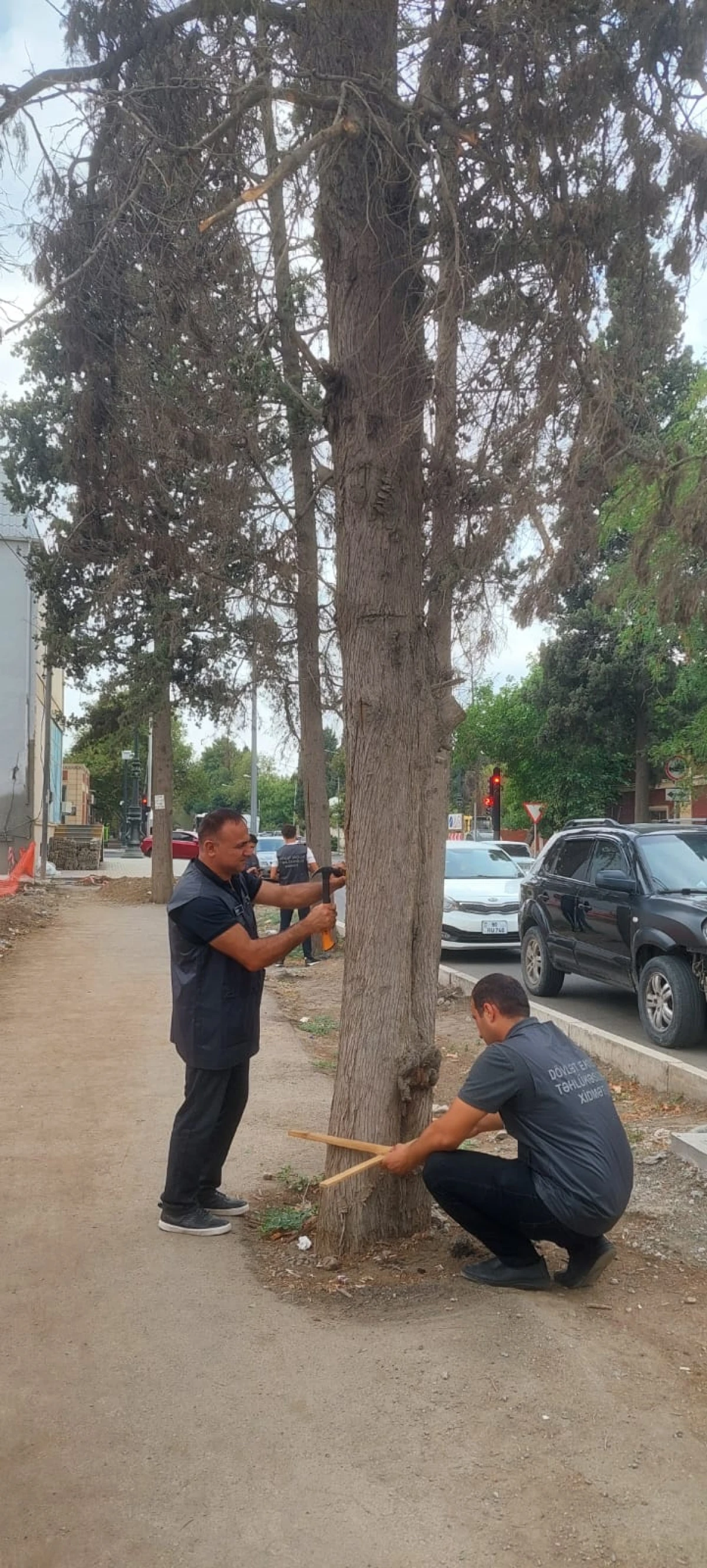 Gəncədə qurumuş və qəzalı ağacların inventarlaşdırılmasına başlanıldı — 2