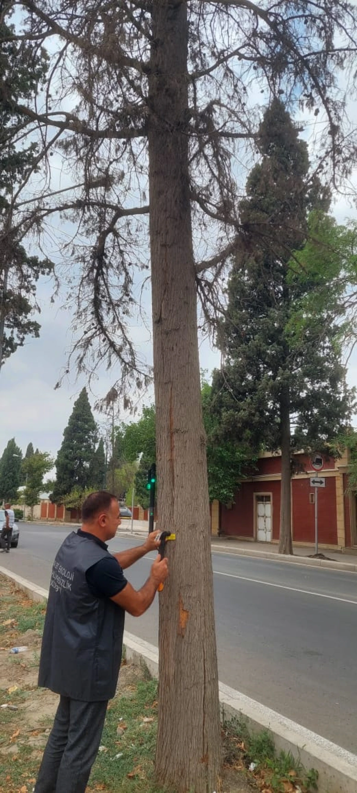 Gəncədə qurumuş və qəzalı ağacların inventarlaşdırılmasına başlanıldı — 3