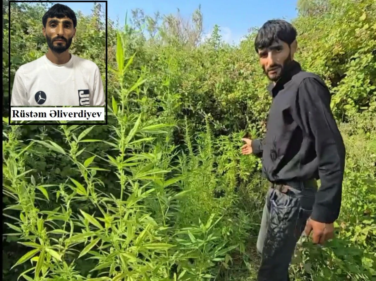 Saatlıda çətənə bitkilərinin gizli yetişdirilməsi üçün istifadə edilən tunellər aşkarlandı — 1