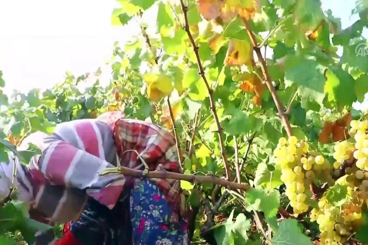 Muğanda üzüm bağlarına ziyanvericilər yayıldı