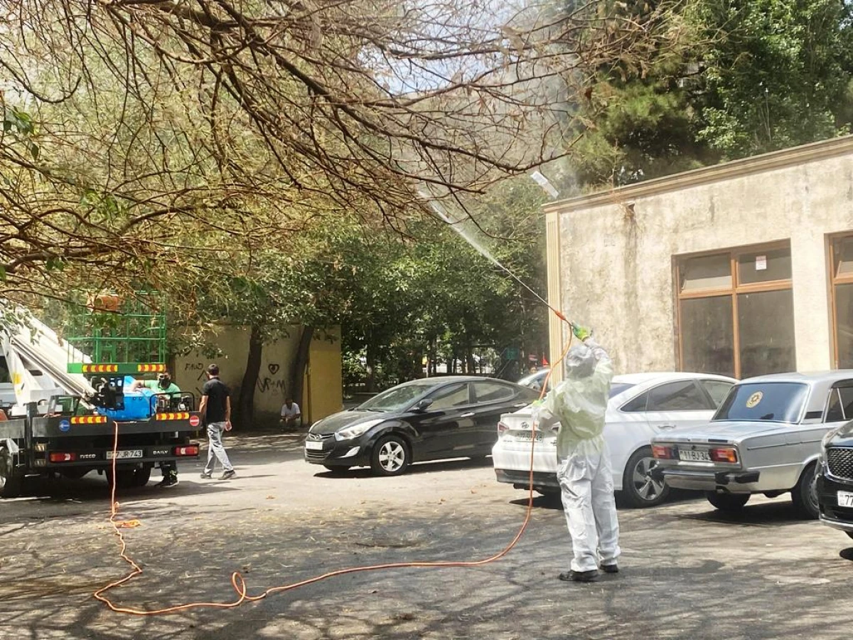 Ağ Amerika kəpənəklərinə qarşı dərmanlama işləri aparılır — 3