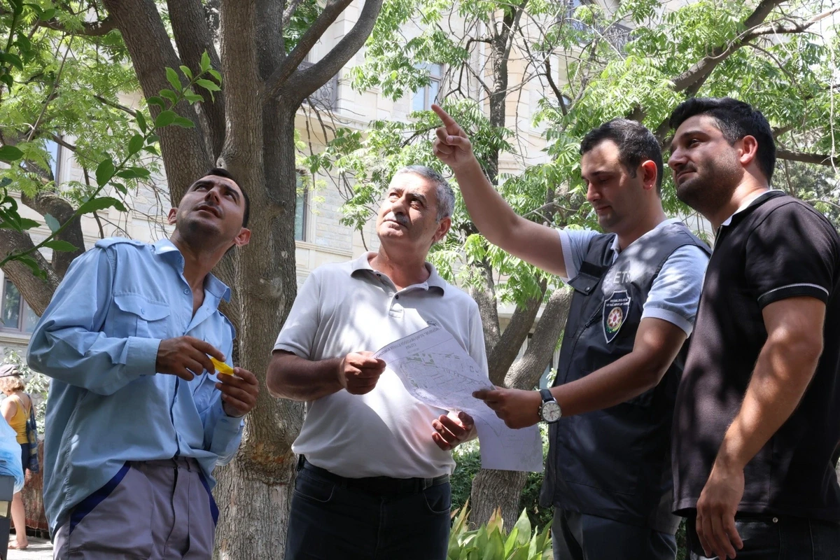 İçərişəhərdəki bütün ağacların qeydiyyatı və nömrələnməsinə başlanıldı — 2