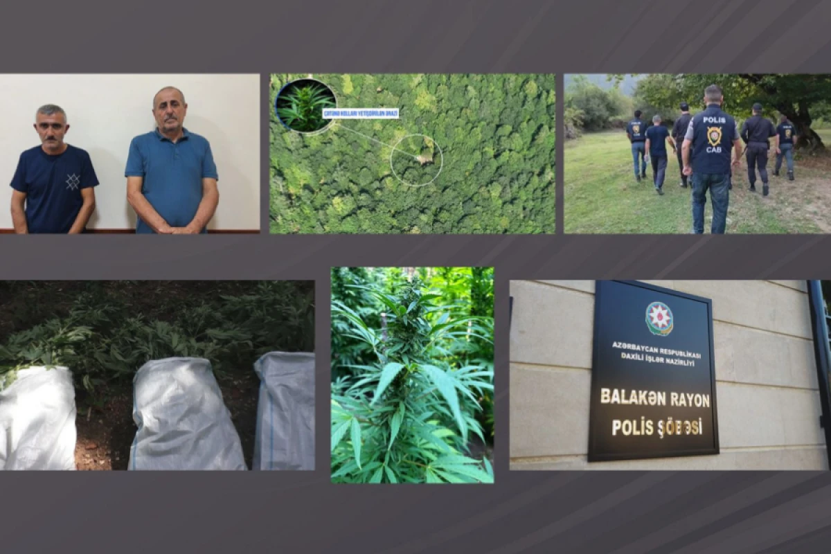 DİN: Balakəndə dağlarda narkoplantasiya salan silahlı şəxslər saxlanıldı