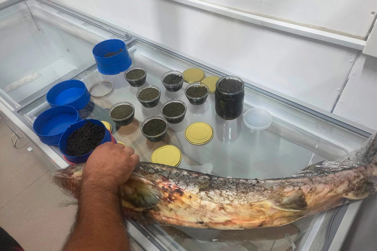 Qanunsuz nərə balığı və kürüsü satan şəxslərlə bağlı reydlər davam edir