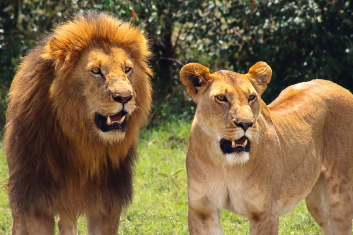 Taylandda zooparkda şir sürüsü baxıcını parçaladı