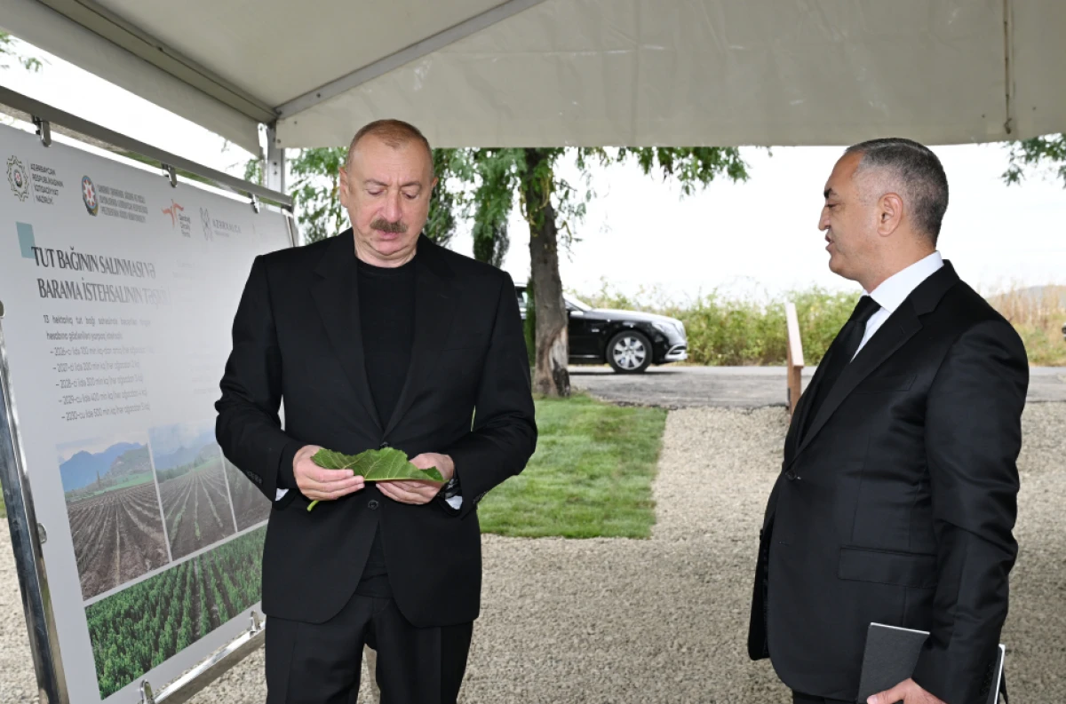 Prezident İlham Əliyev Xocalının Daşbulaq kəndində tut bağında görülmüş işlərlə tanış oldu — 4
