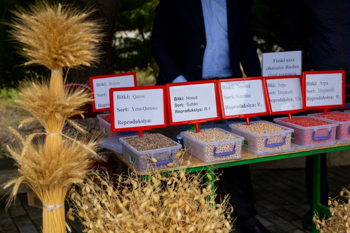 Qobustanda Aqrar Biznes Festivalı və toxum sərgi-satış yarmarkası keçirildi — 5