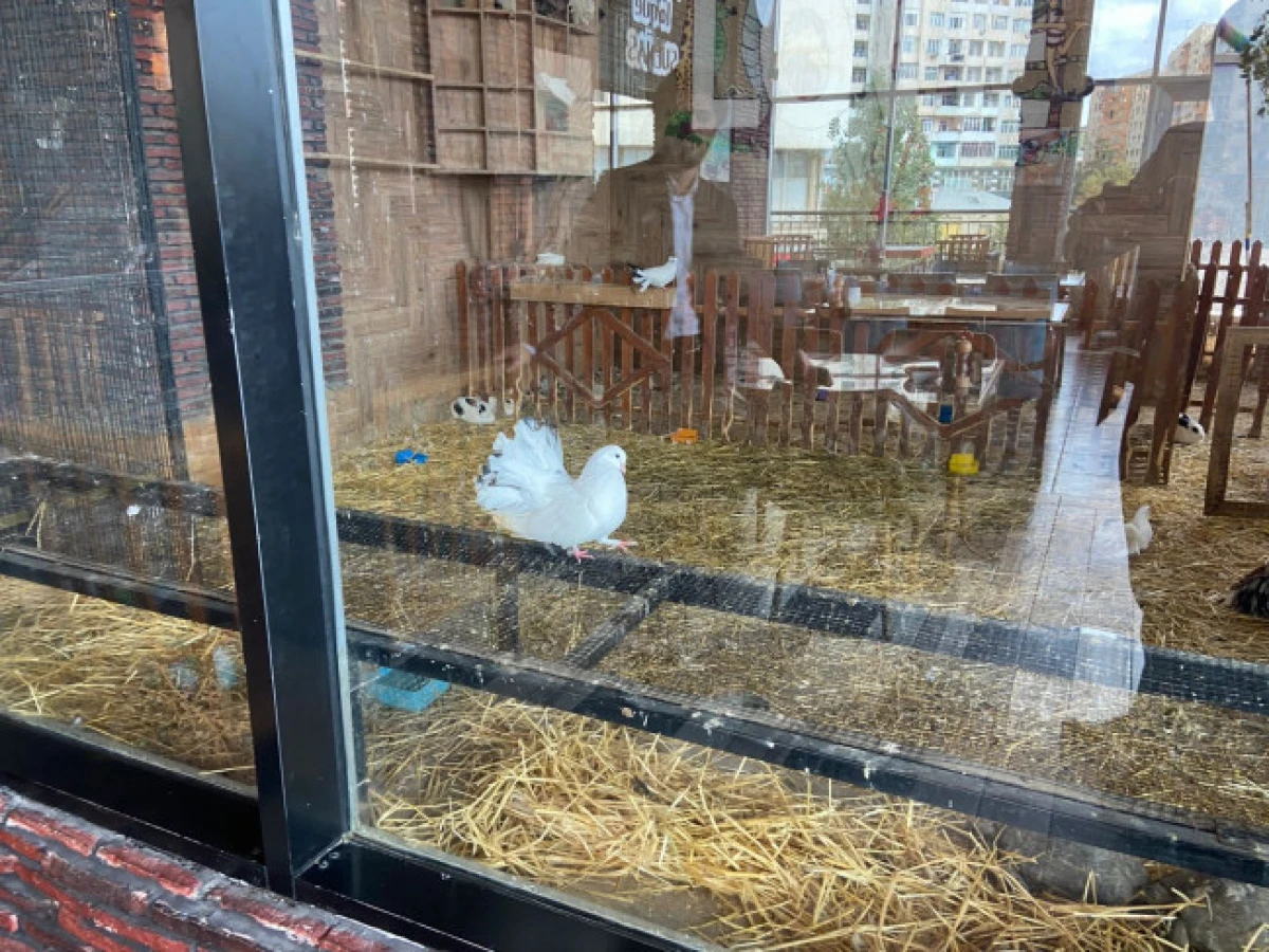 Vəhşi heyvanların qanunsuz saxlanıldığı restorana xəbərdarlıq edildi — 2