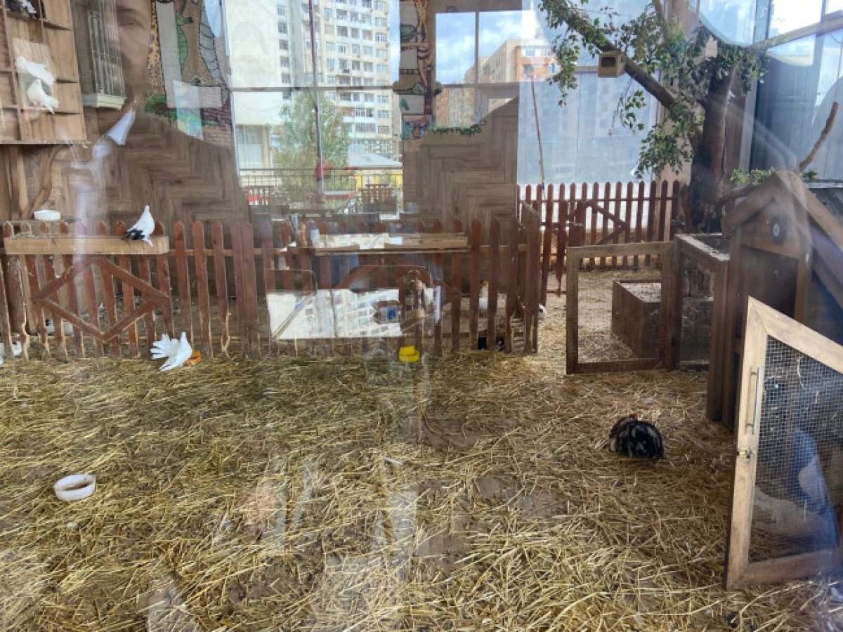 Vəhşi heyvanların qanunsuz saxlanıldığı restorana xəbərdarlıq edildi — 3