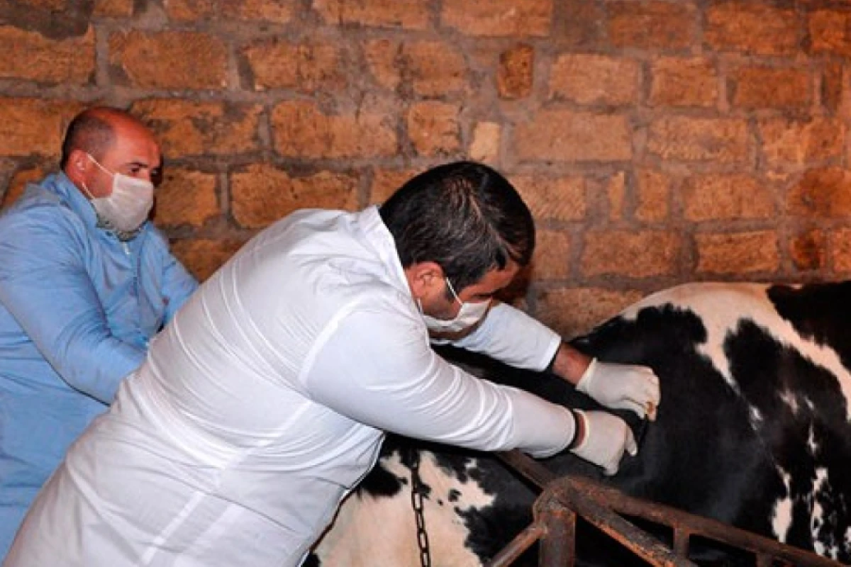 Muğan bölgəsində dabaq xəstəliyinə qarşı kütləvi peyvəndləmə tədbirləri aparılır