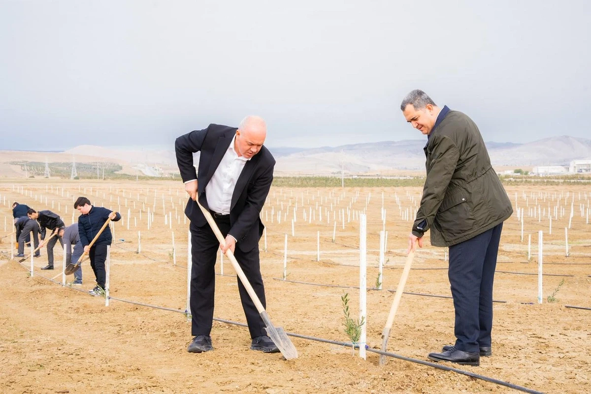 Müşfiqabadda ağacəkmə aksiyası keçirildi — 2