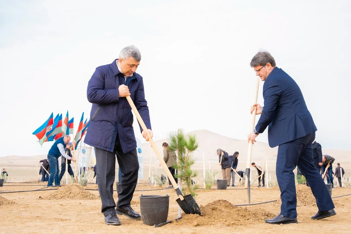 Müşfiqabadda ağacəkmə aksiyası keçirildi — 8