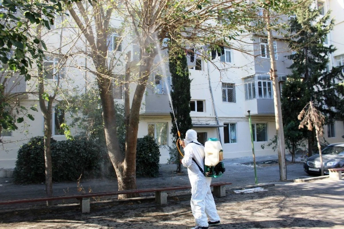 Ağ Amerika kəpənəklərinə qarşı profilaktika işləri davam edir — 1