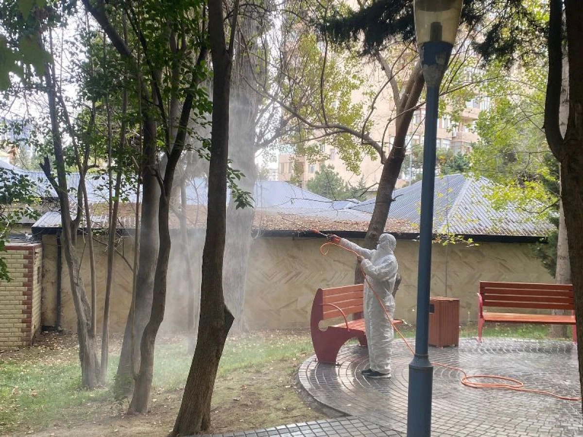Ağ Amerika kəpənəklərinə qarşı profilaktika işləri davam edir — 7
