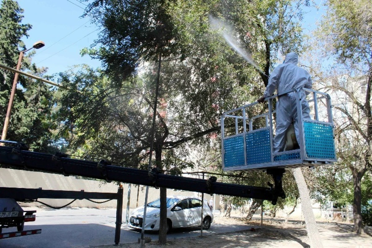 Ağ Amerika kəpənəklərinə qarşı profilaktika işləri davam edir — 8